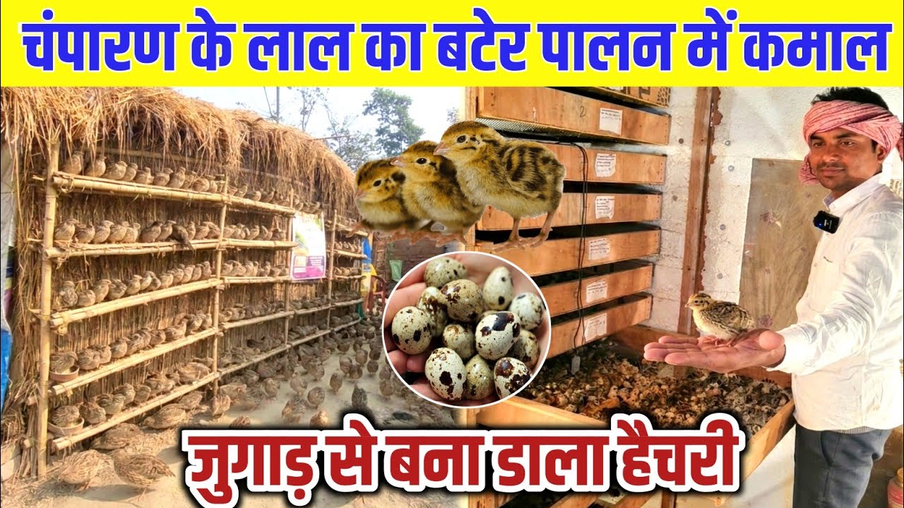 चंपारण के लाल का बटेर पालन में कमाल जुगाड़ से बना डाला 14000 अंडों का हैचरी | Bater Palan