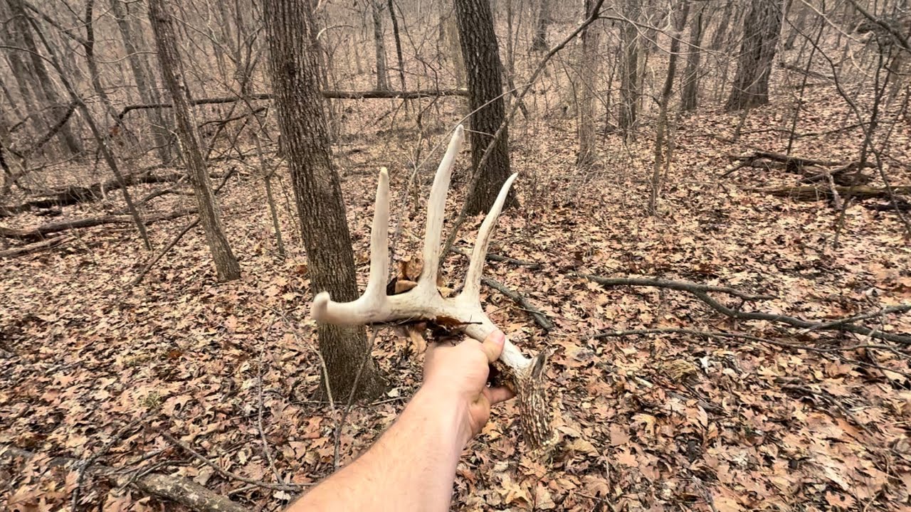 Shed hunting part 2!!! ( big set!)