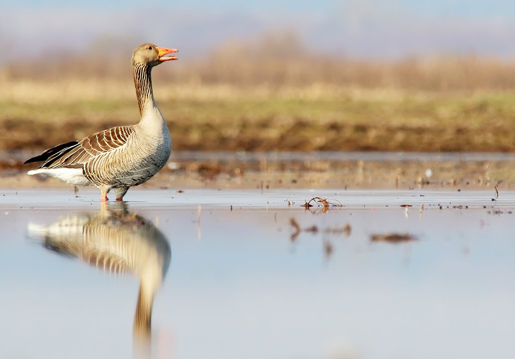 Greylag Goose birds in spring
