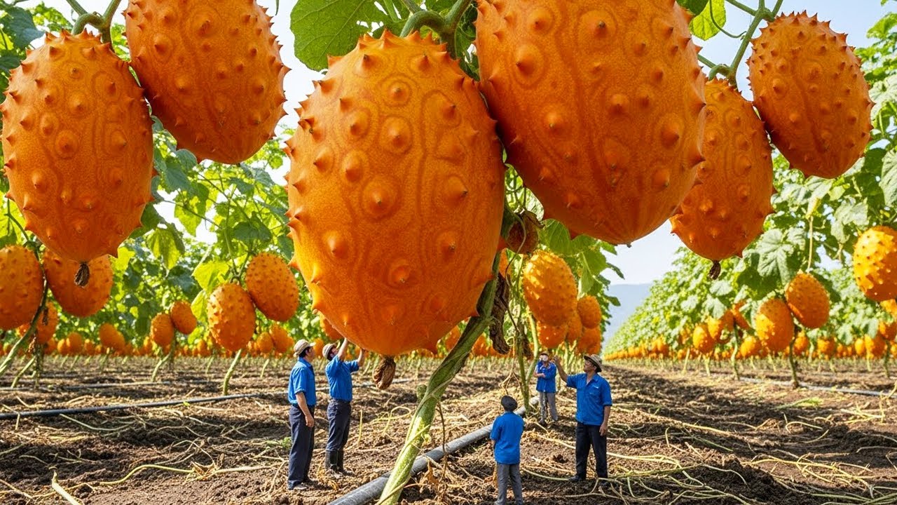 Inside a Modern Kiwano Factory From Raw Horned Melons to Bottled Premium Juice | Full Process