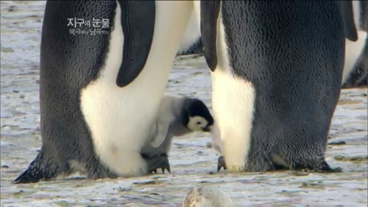 [뽀뽀뽀동물원] 알에서 깨어나는 새끼팽귄 - Baby penguins hatch from their eggs