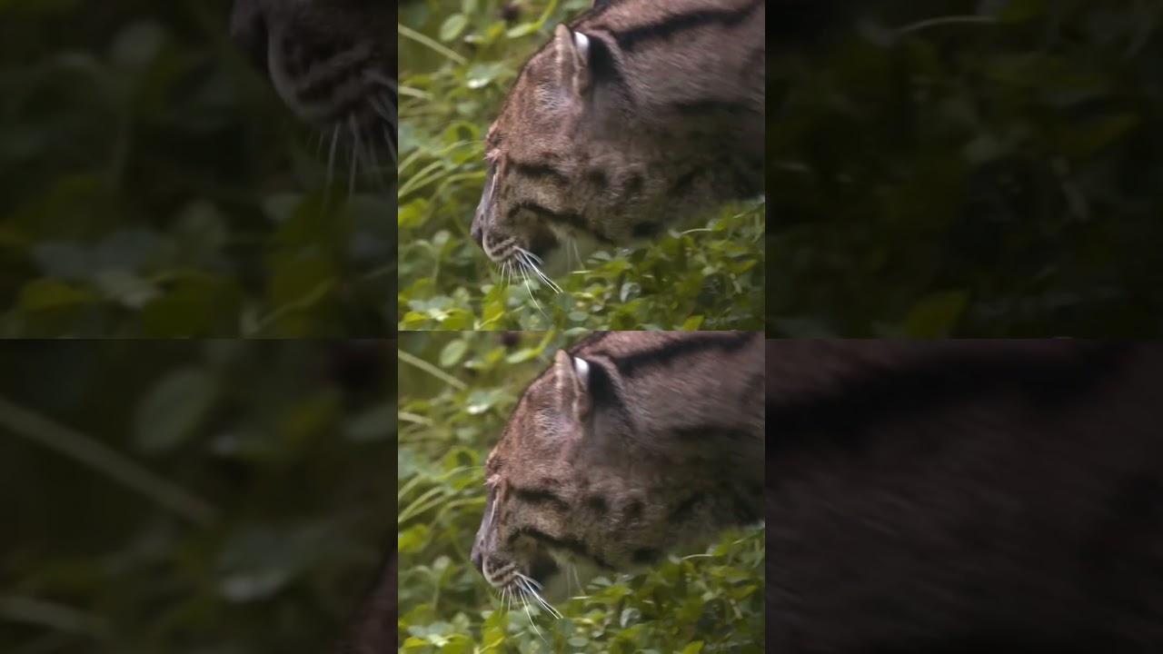 Have you ever seen a fishing cat? 