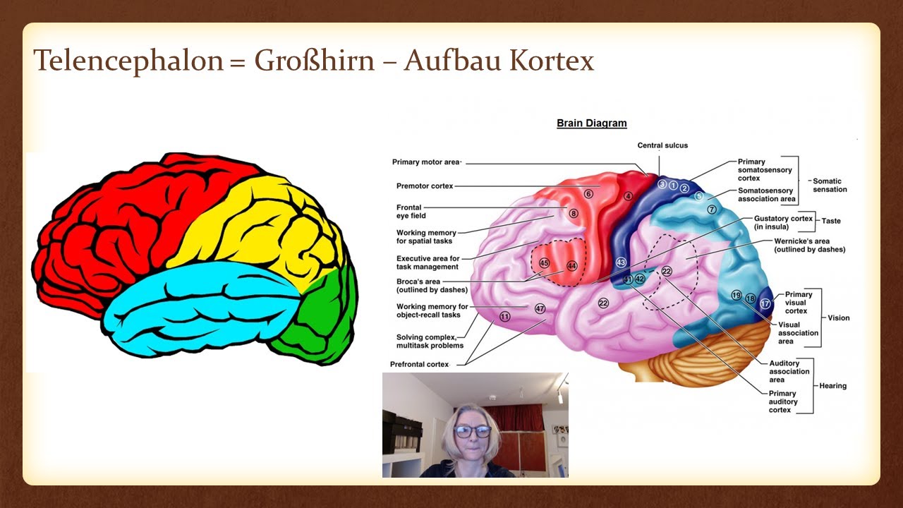Biopsychologie - Aufbau des Gehirns - Abitur, Studium Psychologie, IU, SRH