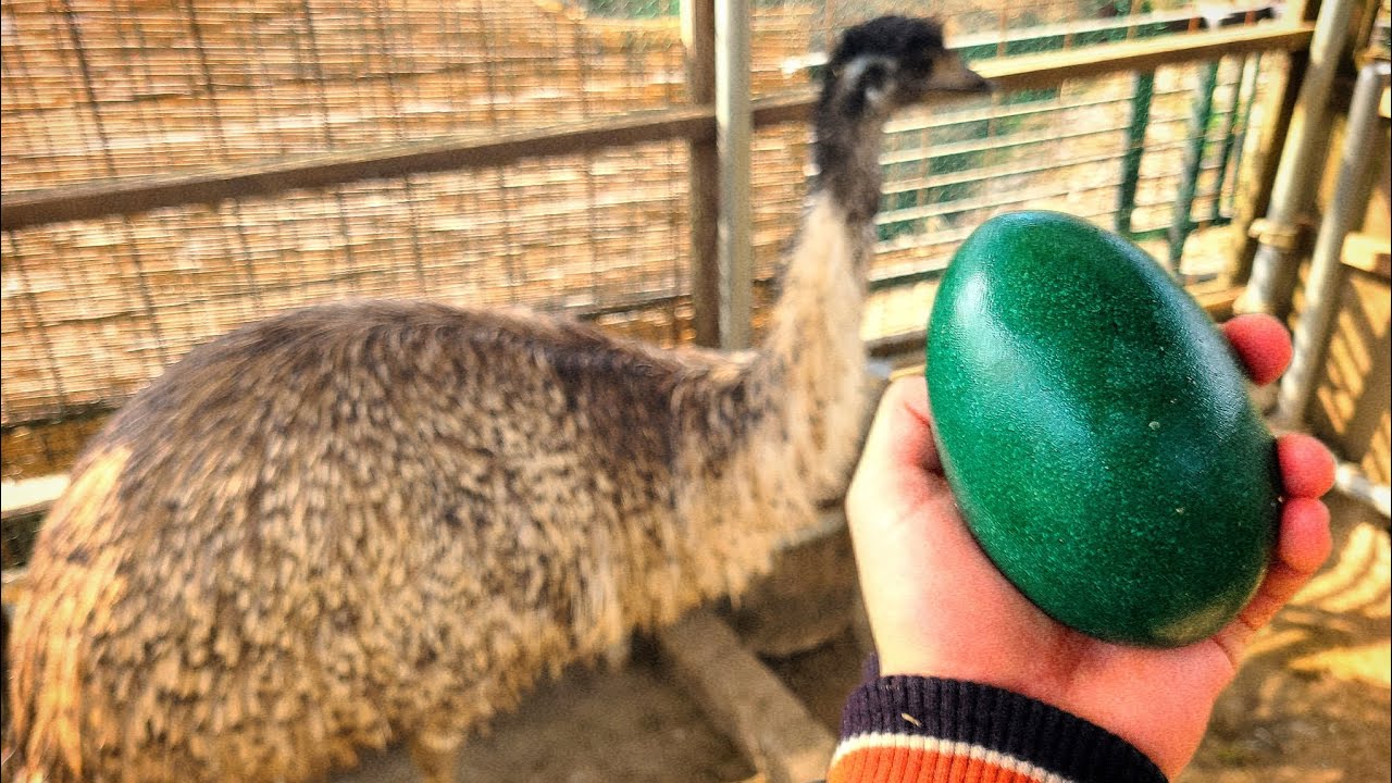 エミューが卵を産んだので…