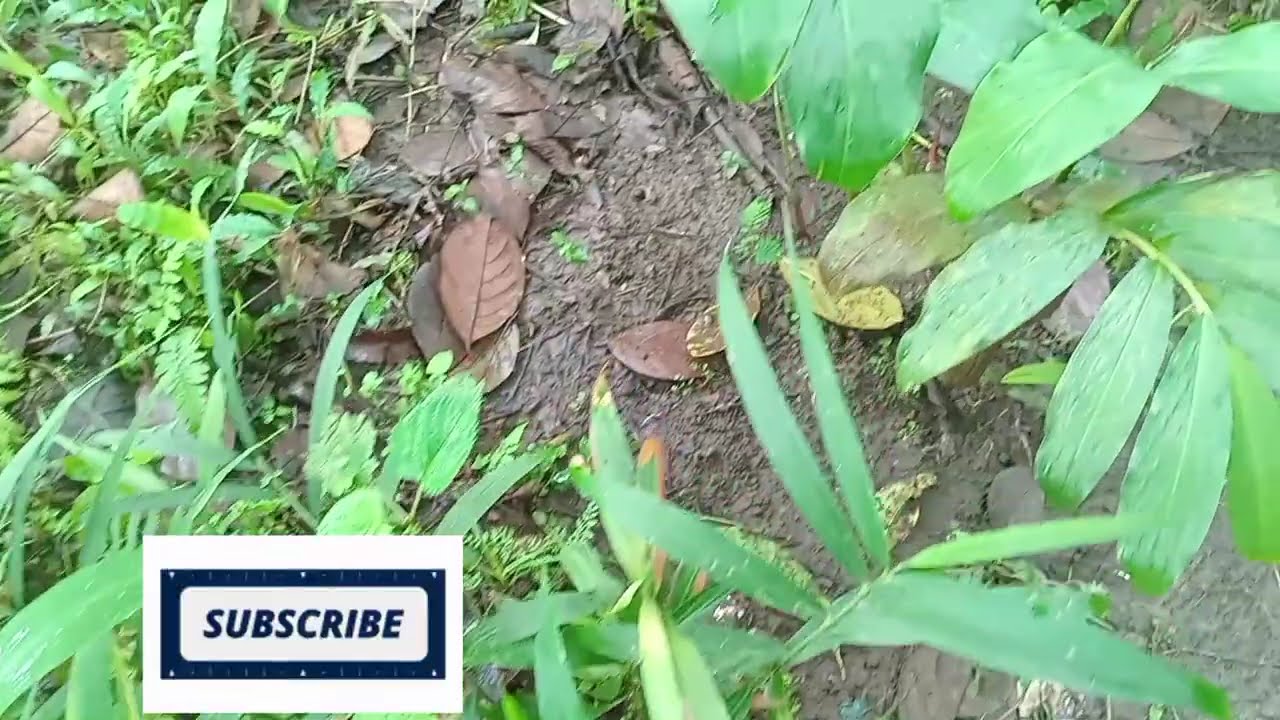 KOLEKSI QASIDAH GAMBUS TERMAHAL PALING BANYAK DIMINATI @NADHIFA