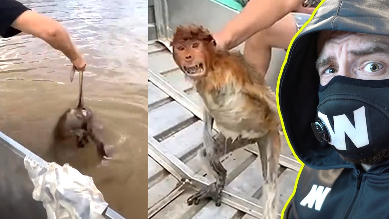 S'il Vous Plaît, Arrêtez De Sauver Les Animaux Sauvages