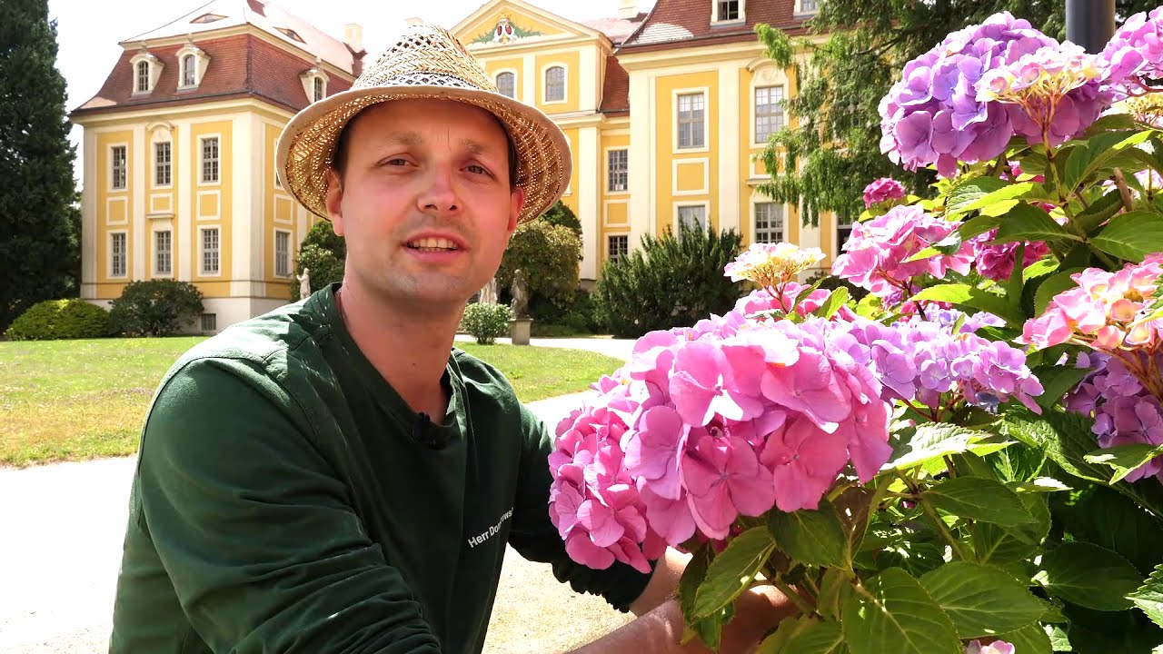 Glücklich im Grünen | Hortensien im Barockschloss Rammenau | Schlösserland Sachsen