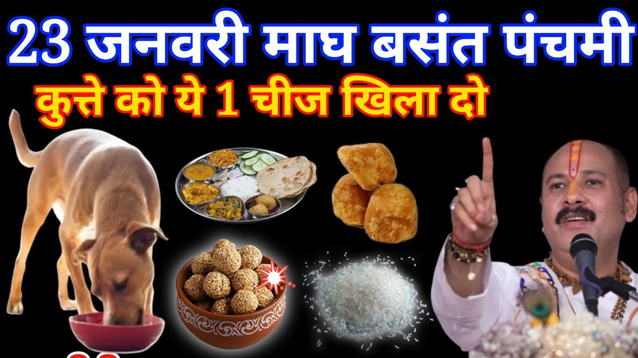 23 जनवरी शुक्रवार बसंत पंचमी के दिन कुत्ते को ये 1 चीज खिला दो,, गरीबी होगी दूर// #pradeepmishra