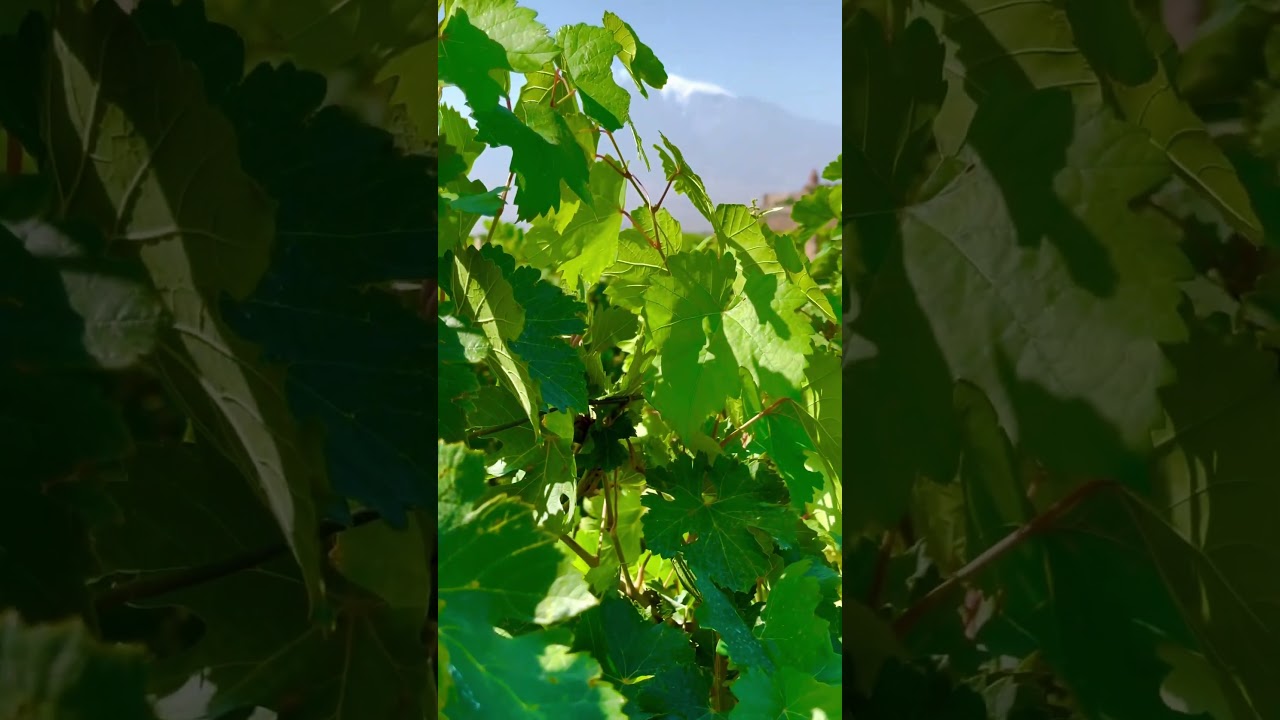 Khor Virap and Ararat 😍Туры по Армении🤗Tours in Armenia🤗 #армения #армяне #armenia #armenian #hay