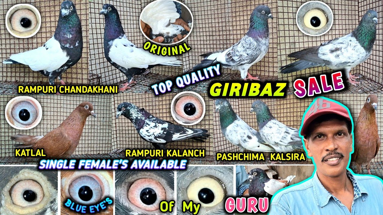 Rampuri Kalaanch/Kalpetiya/Katlal Giribaz Pigeon Sale  of Prasanta Ghosh  