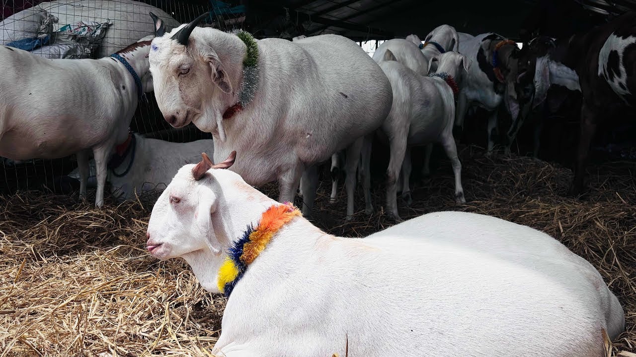 Dewas bakra mandi 5/6/2025