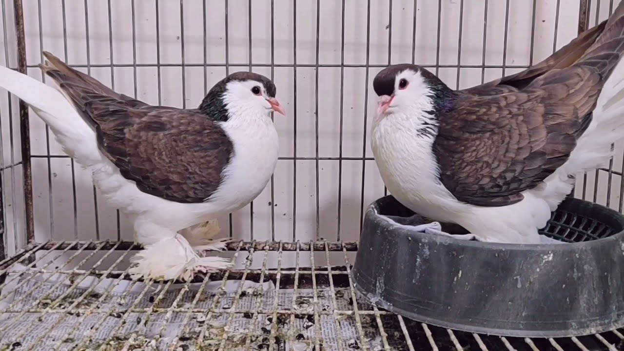 Top 10 most beautiful Lahore pigeon in Bangladesh