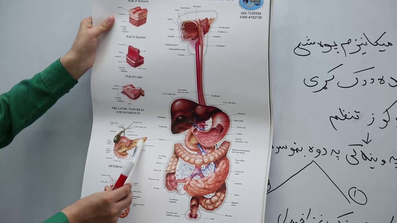 دولسم ټولګی - مضمون بیولوژي -  ۳۸ لوست - موضوع  د ګلوکوز د سطحې او د کلسیم د سطحې تنظیم