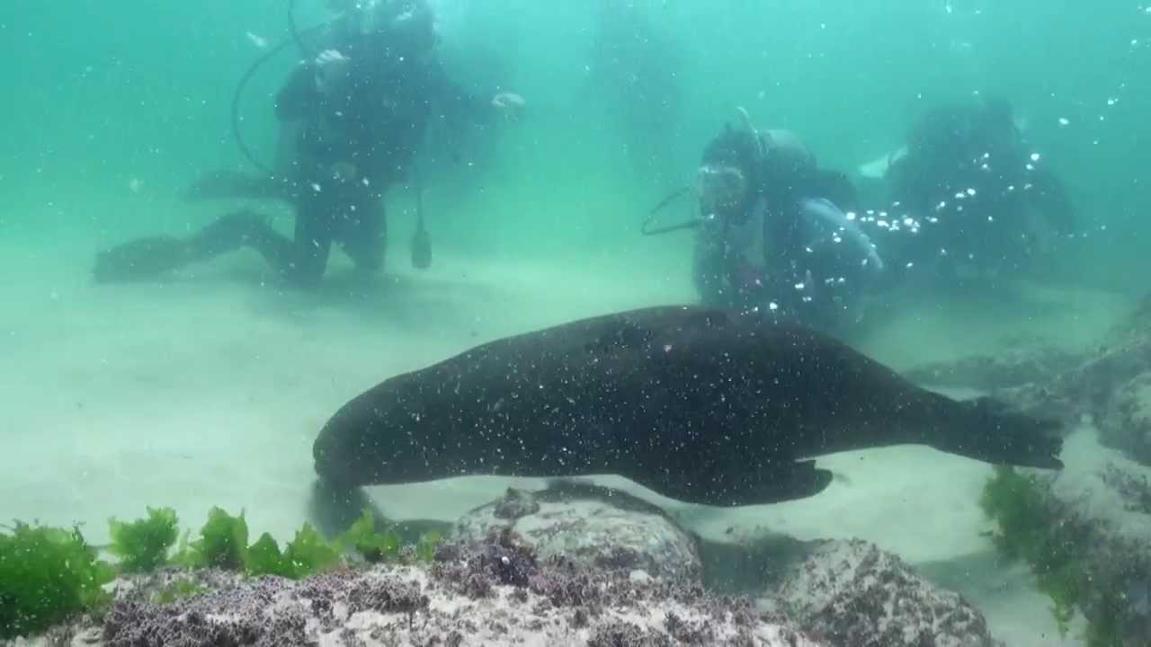 Seal Diving with Pro Dive Plettenberg Bay