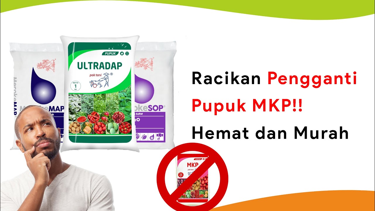 Tips Jitu! Pengganti Pupuk MKP Mahal dan Langka, Dosis Lebih Hemat