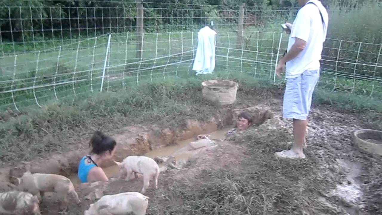 Mud bath in a pig pool