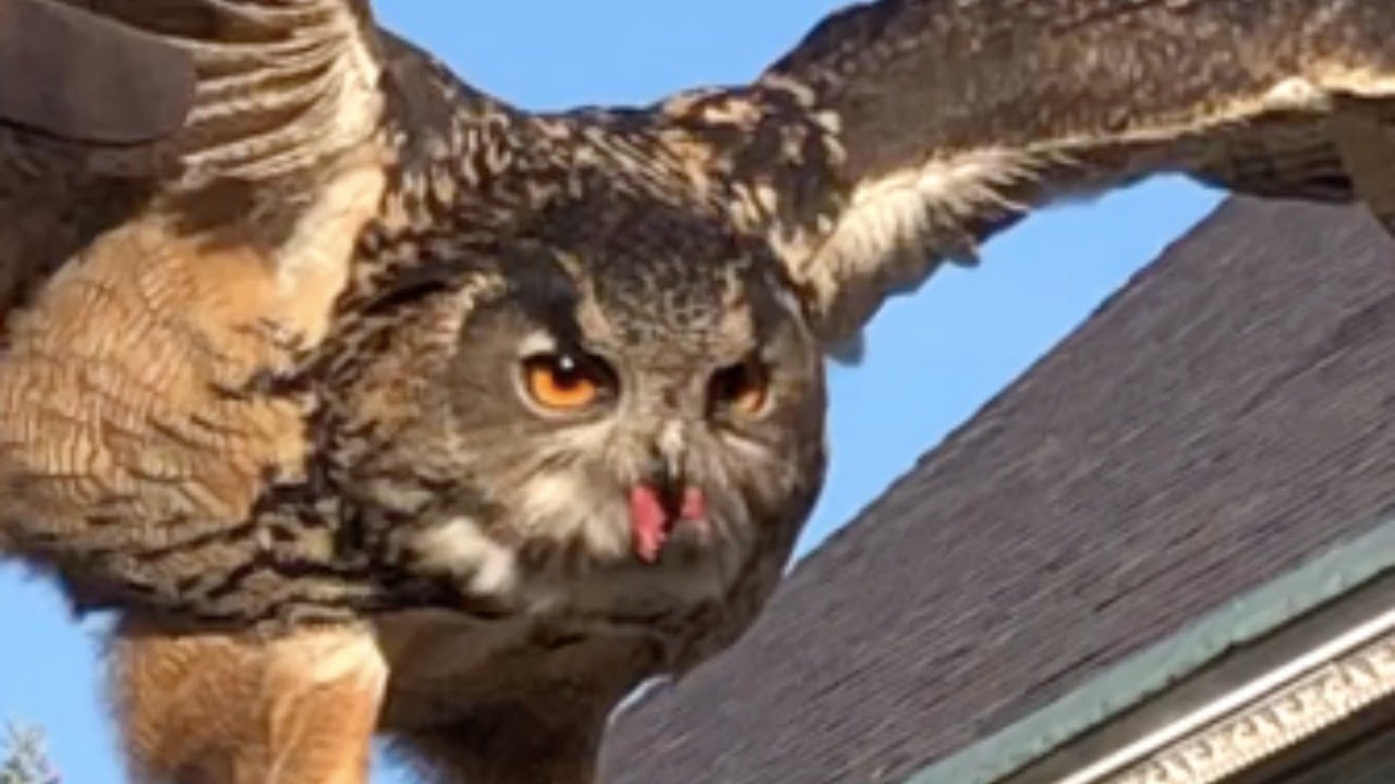 Meet the Raptors: Eurasian Eagle-owl