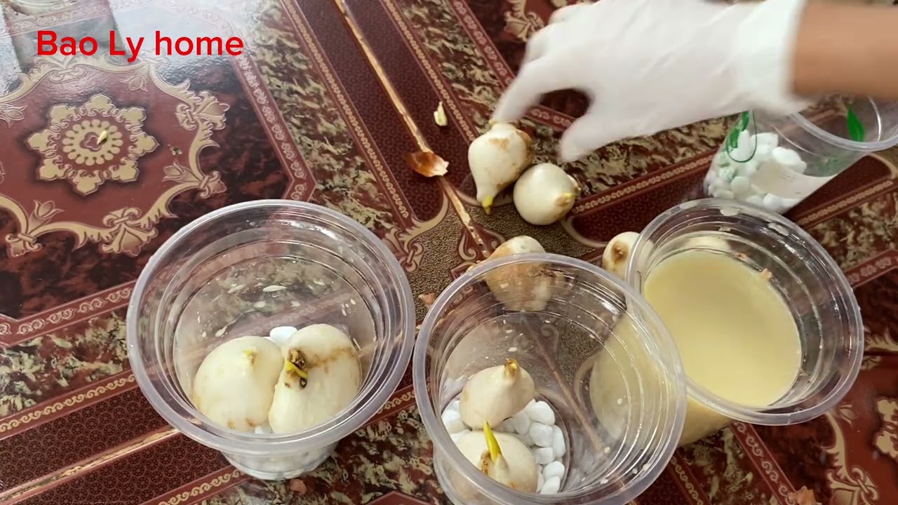 Trồng hoa Tulip ở miền nam - chia sẻ chi tiết kỹ thuật trồng hoa.