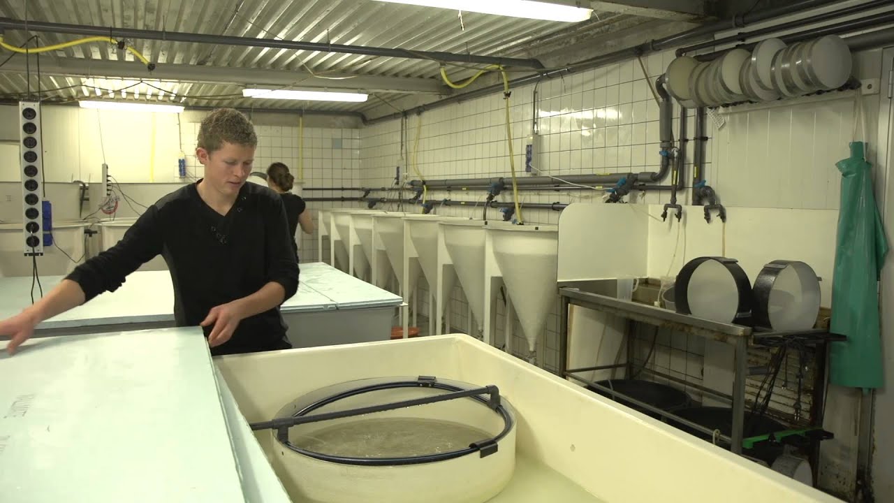 Duurzaamheid Roem van Yerseke