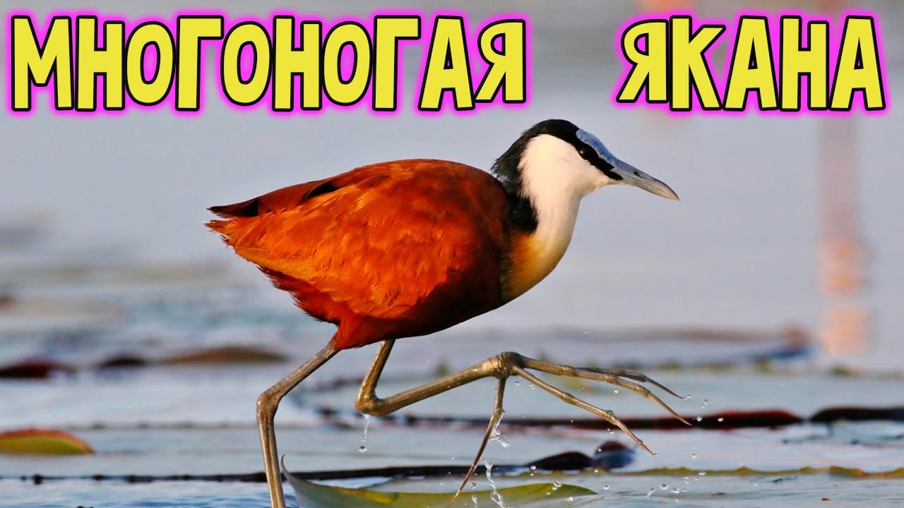 Птица многоножка.Австралийская якана.