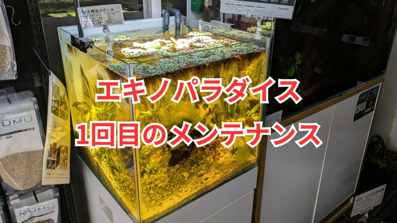 エキノパラダイスをブラックウォーター化！ 1回目のメンテの様子をご紹介します！