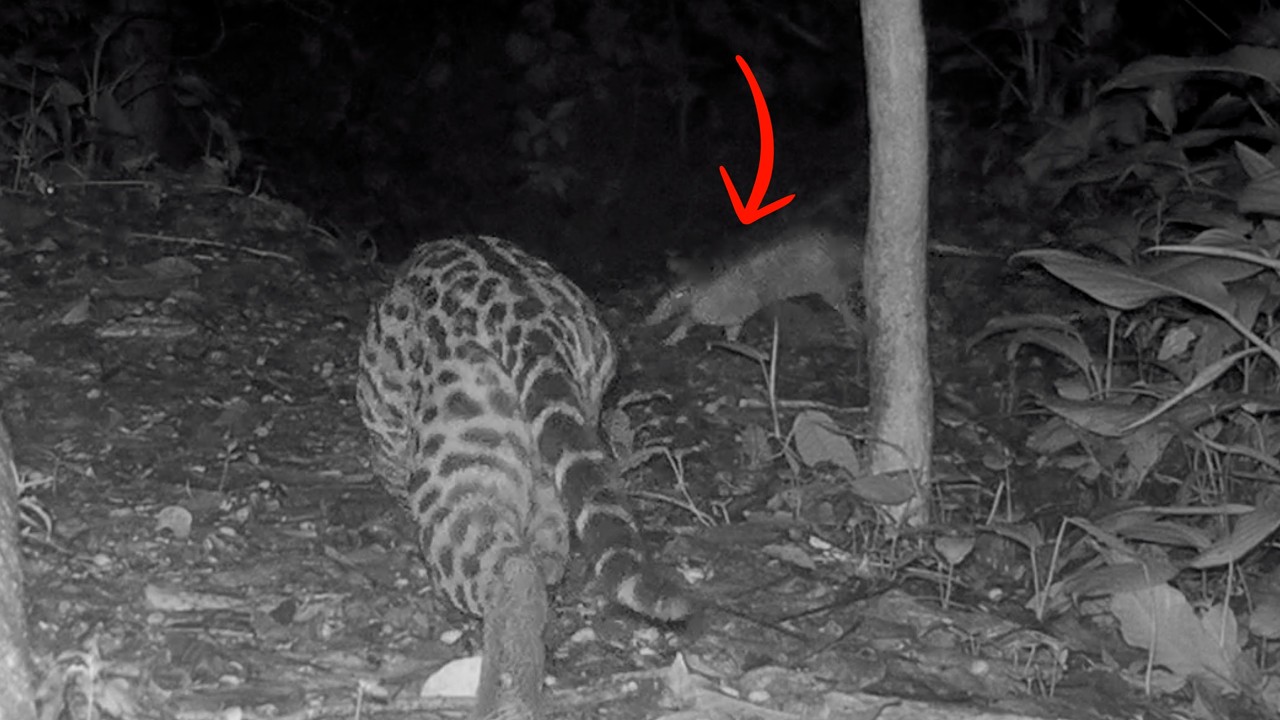 Rare Ocelot Hunt Caught on Trail Cam – Elusive Predator Action in Costa Rica