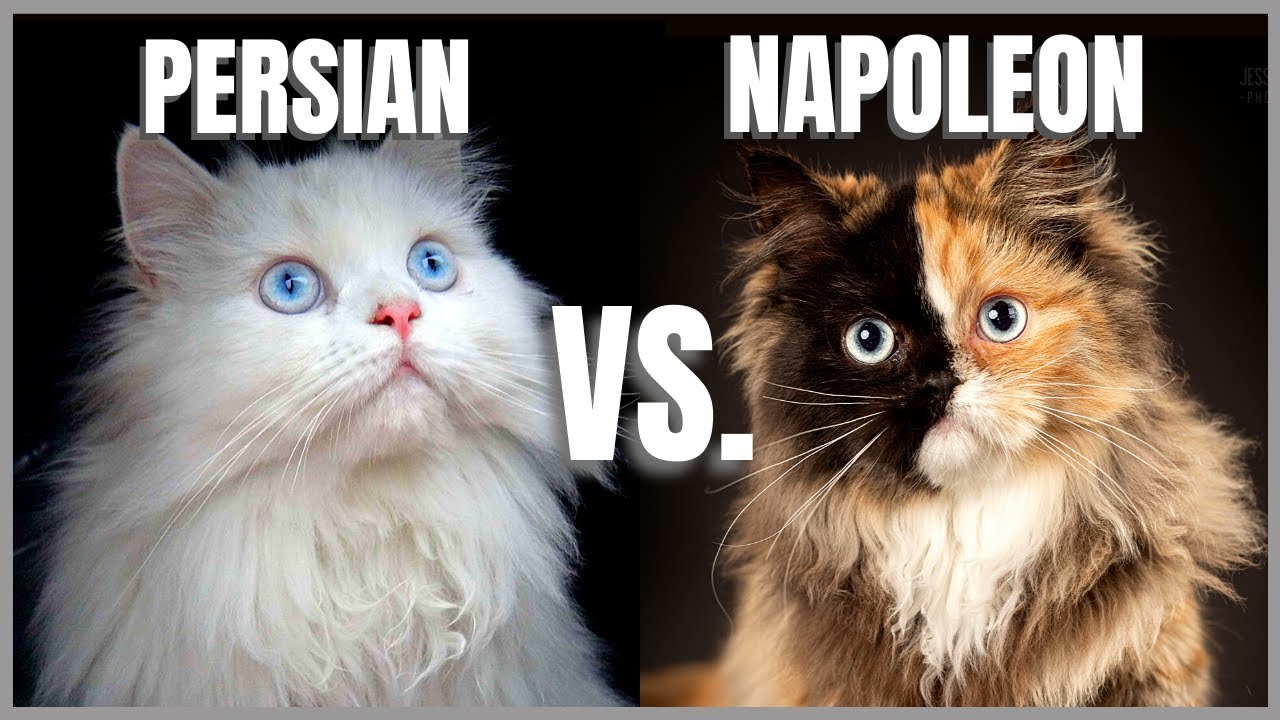 Persian Cat VS. Napoleon Cat