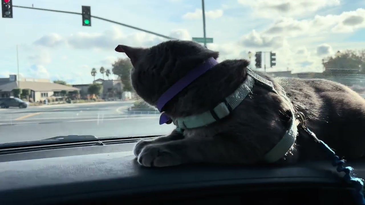 Our Pets - 2024 - Part 8
