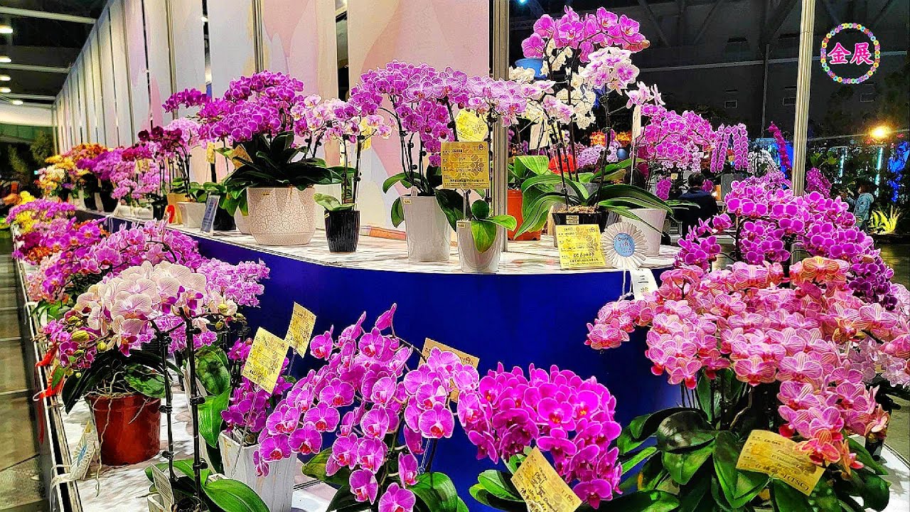 參展各品種蝴蝶蘭！2024第23屆世界蘭展-各品種蝴蝶蘭 2024 The 23rd World Orchid Show Orchid Show-Variety of Phalaenopsis