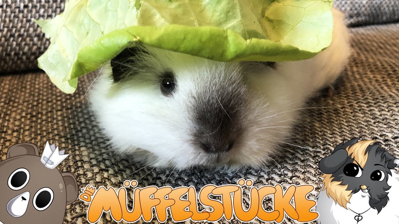 Marshmallow ist eine kleine Diebin | Die Müffelstücke