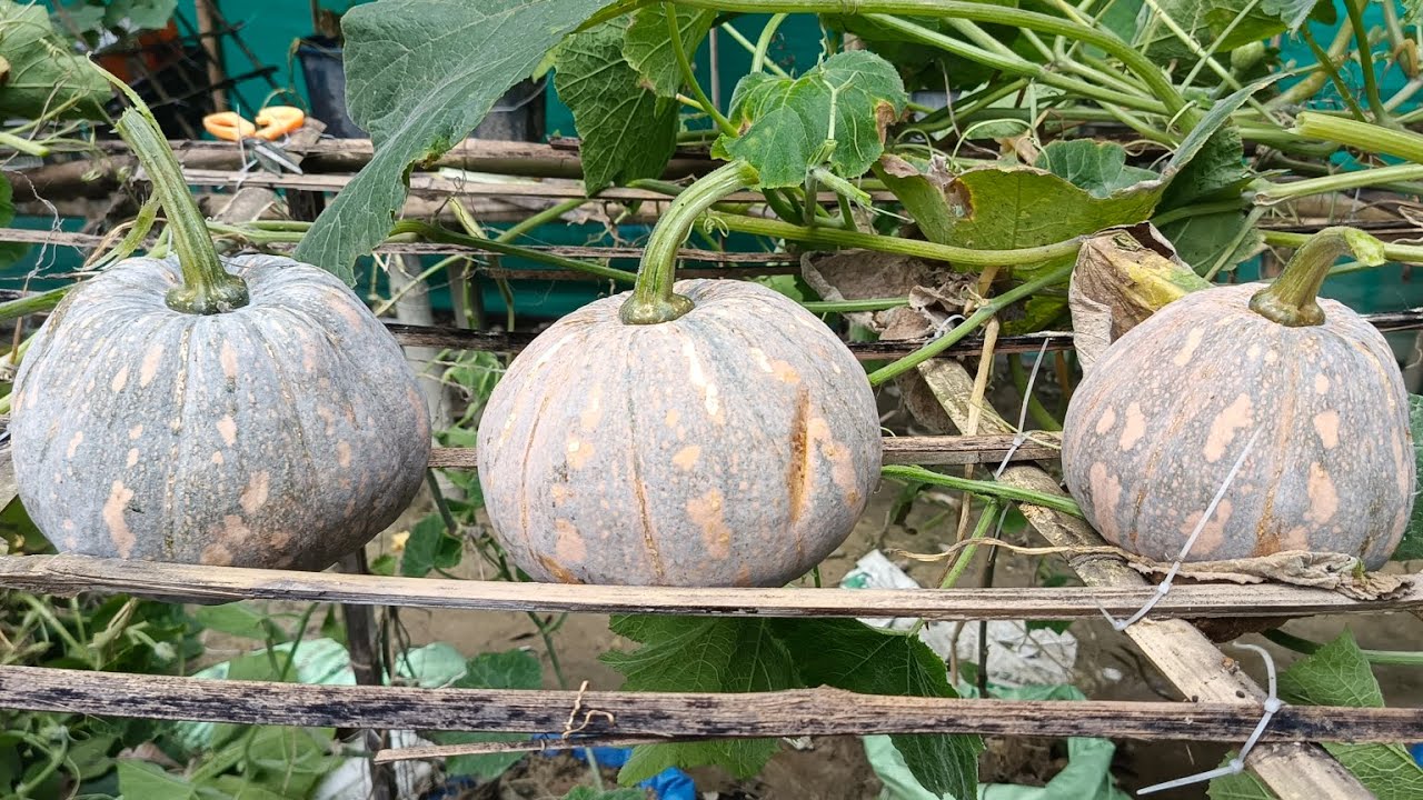 A  New Garden ideas How to make a great Garden and harvesting plant
