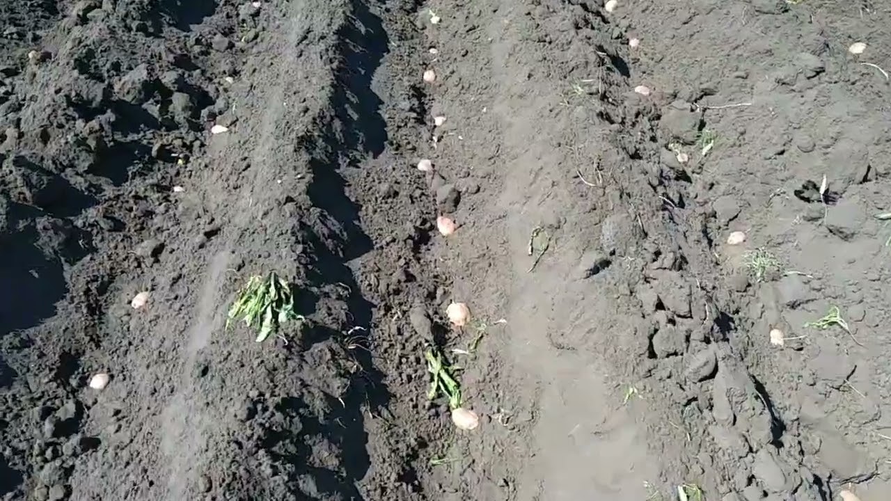 Сажаем картофель 2023 г.