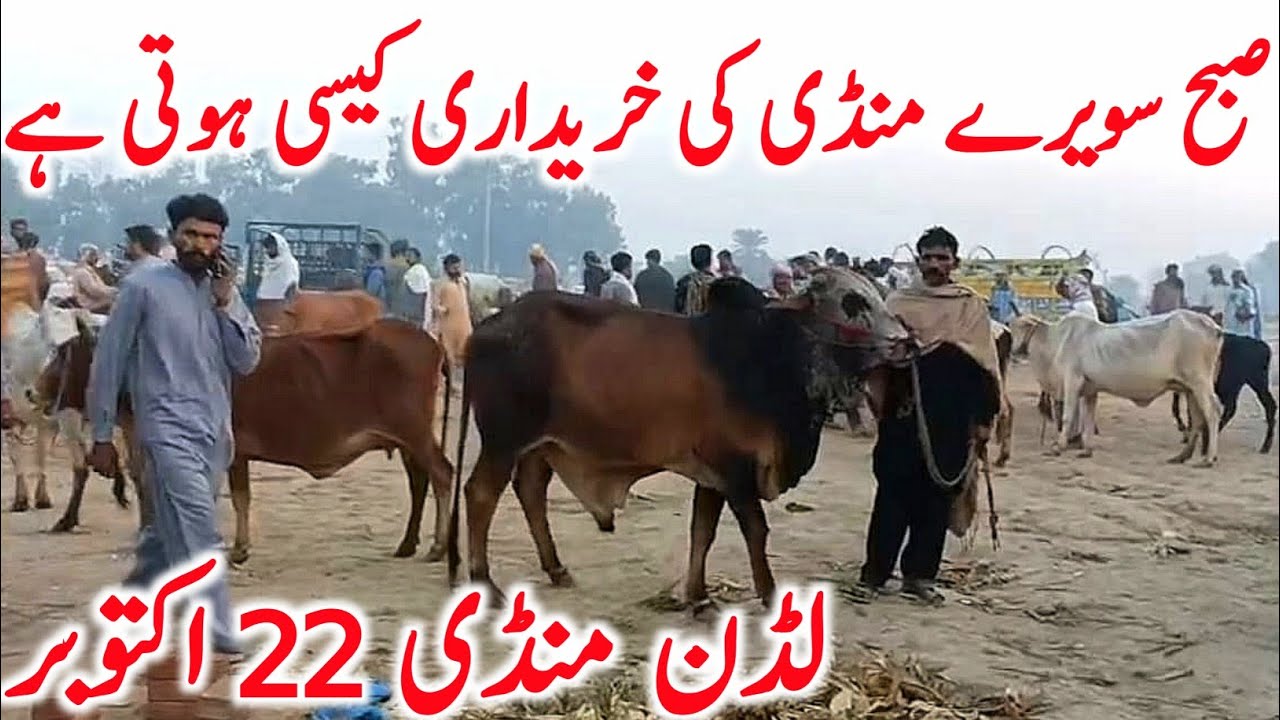 Today Fresh Luddan Cow Mandi Video Kato Qurbani Bachre || Global Village Farming