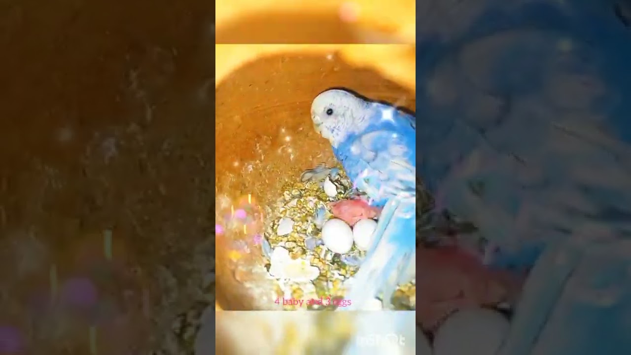 𝑭𝒊𝒓𝒔𝒕 𝒃𝒓𝒆𝒆𝒅 𝒐𝒇 𝒎𝒚 𝒔𝒆𝒕𝒖𝒑 ✨✨