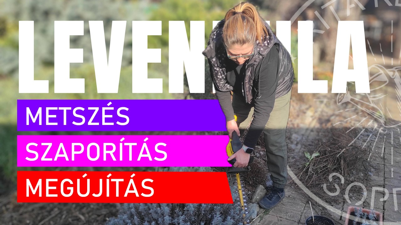 LEVENDULA metszés és szaporítás lépésről lépésre