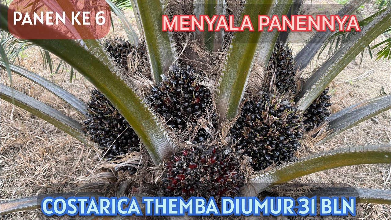 PANEN KE 6 ; Semakin MENYALA Panen THEMBA 31 Bln Dpt 191 tandan dr 160 btg di musim trek #sawit #fyp
