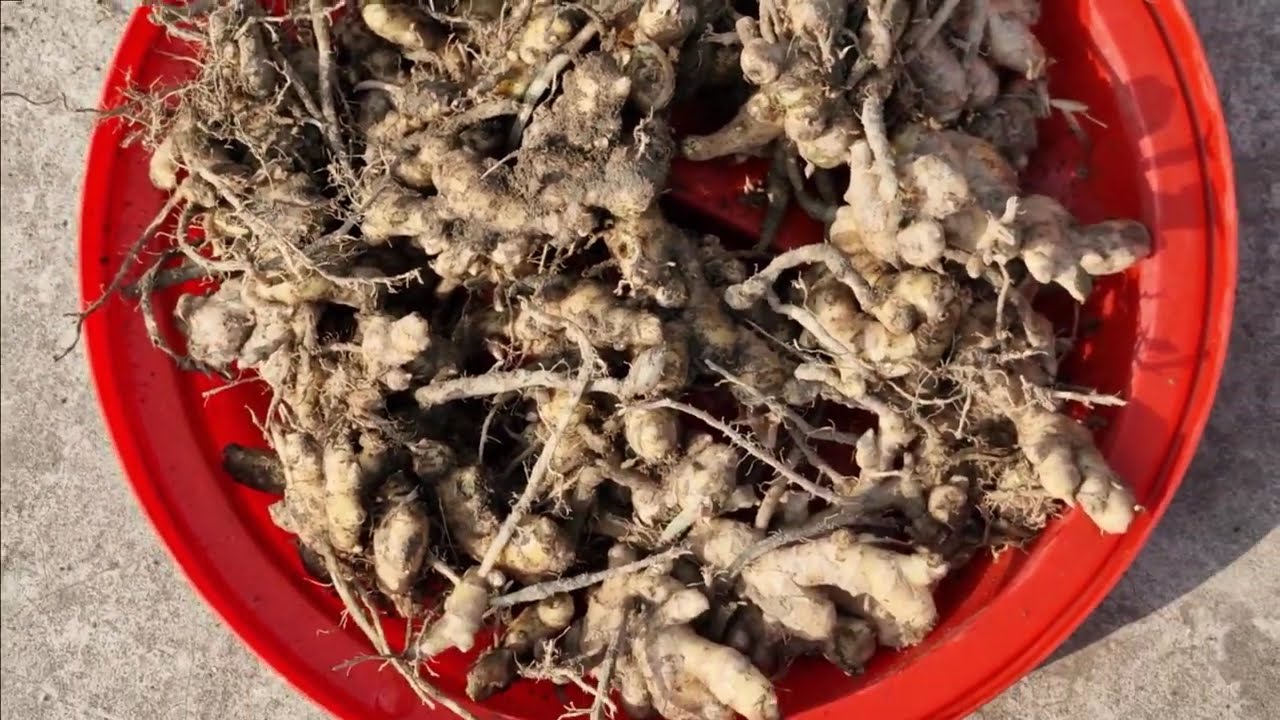 ক্রেটেই খুব সহজে চাষ করা যাবে অনেক আদা