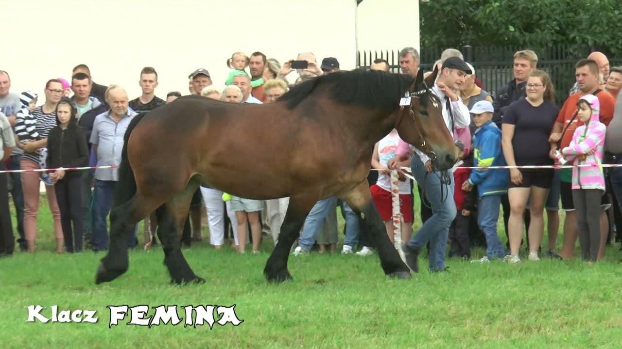 XIII Wystawa Koni Zimnokrwistych Tuczna 2021 - PREZENTACJA KLACZY