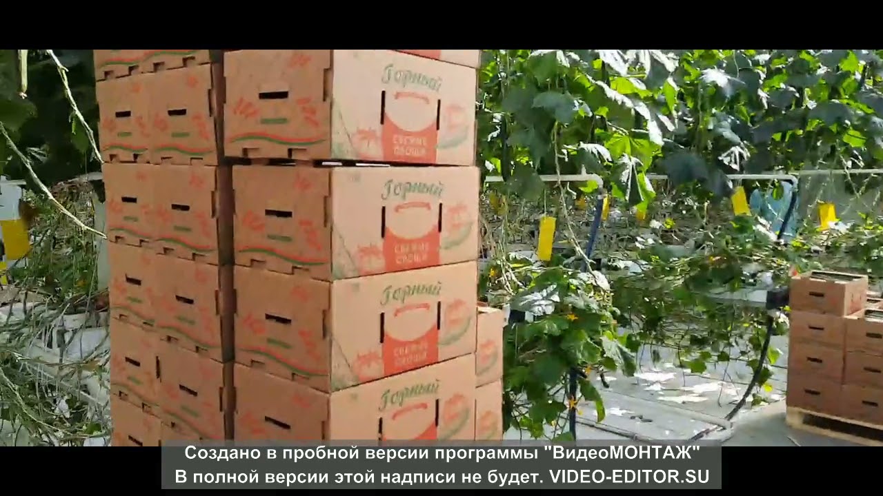 РАБОТА В ТЕПЛИЦАХ В КАЛУЖСКОЙ ОБЛАСТИ