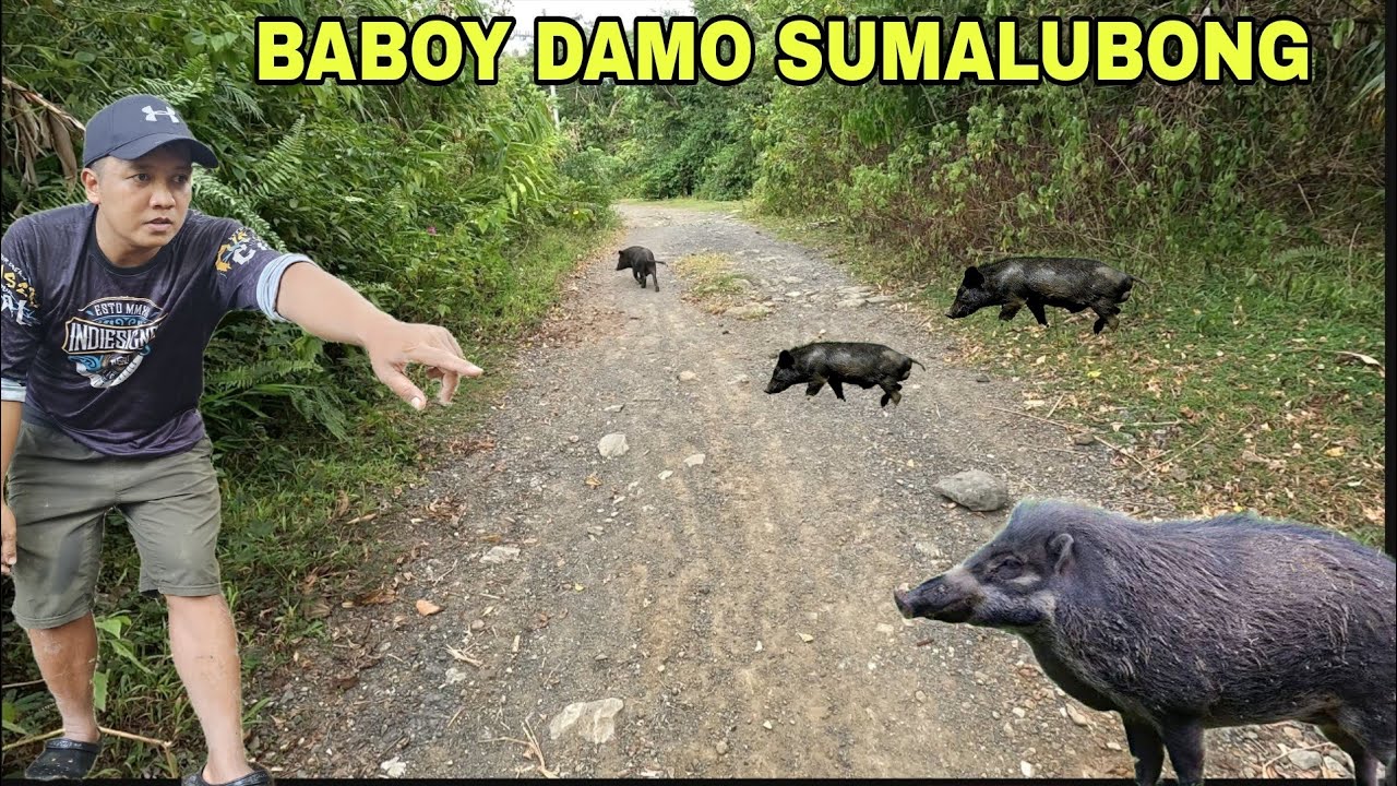 Baboy Damo Sumalubong samin Pagpunta sa bundok ng Sierra madre