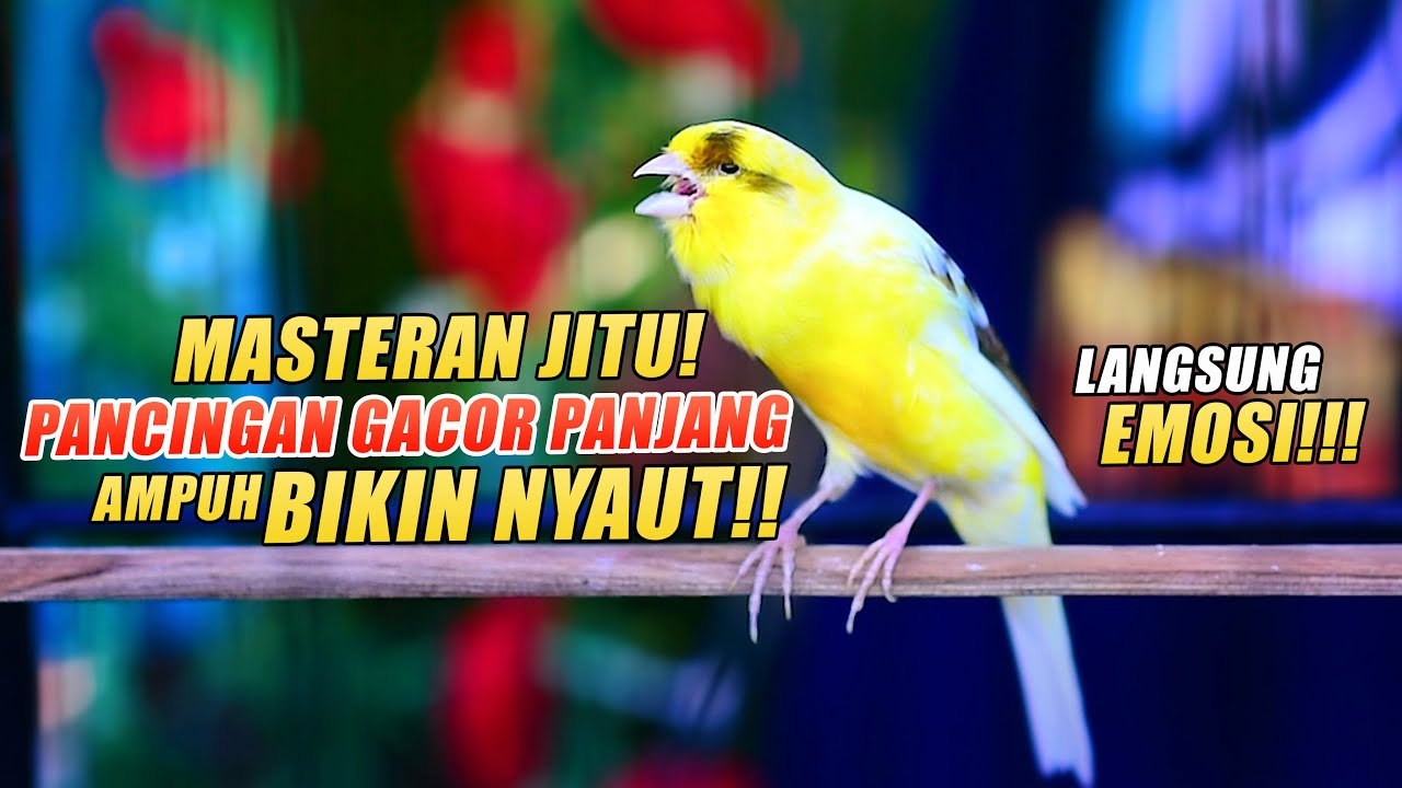 Masteran CUIT CUIT EMOSI | Pancingan GACOR Panjang Kenari Paud & Kenari Macet Bunyi Ikut NYAUT