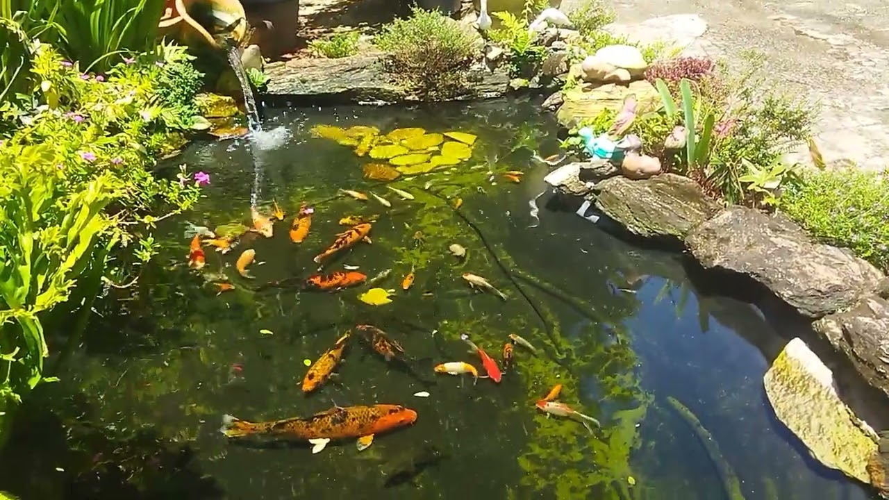 Lago ornamental com carpas curimbas japoneses espadinhas e outros