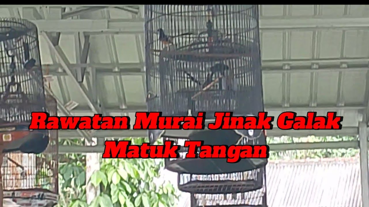 MENGATASI MURAI JINAK GALAK MATUK TANGAN