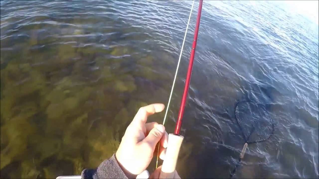 Havørred på 3kg og 62 cm