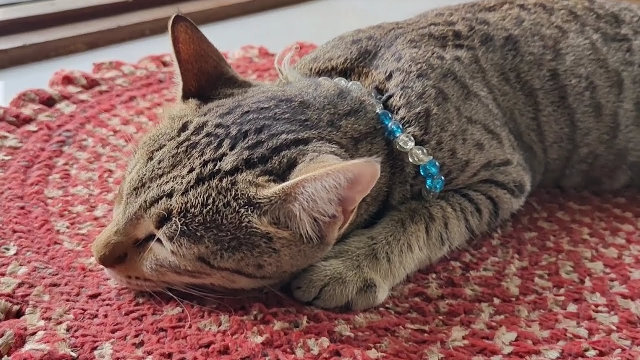Cute meow 😻 | new cat video | cute cat video 