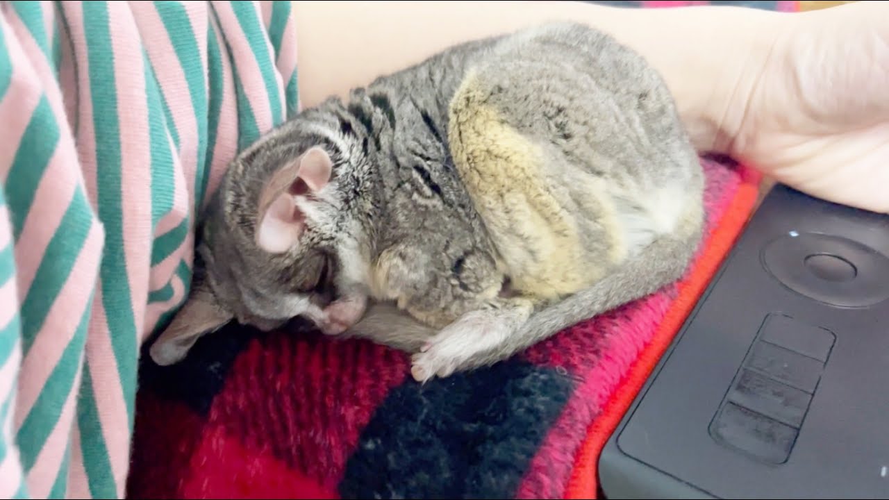 飼い主にべったりな甘えん坊お猿 A monkey that loves its owner. clingy boy【ショウガラゴのピザトル】