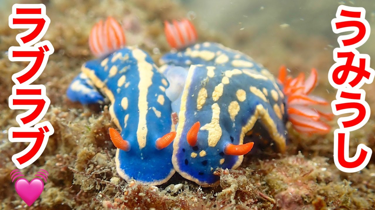 【磯遊び】かわいいウミウシを10種類見つけてアオウミウシの交接を観察【葉山】