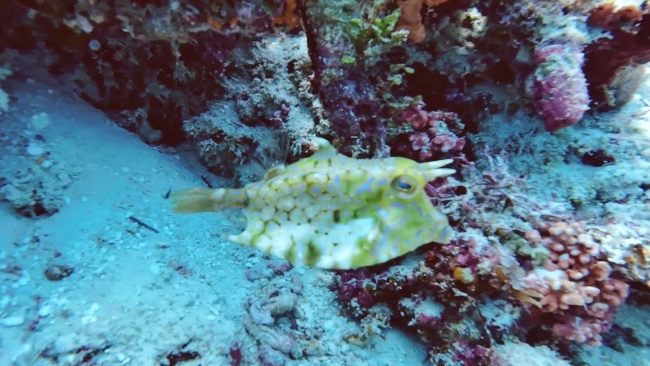 Diving in Zanzibar, Mnemba Island, Atoll Coral Reef, Tanzania
