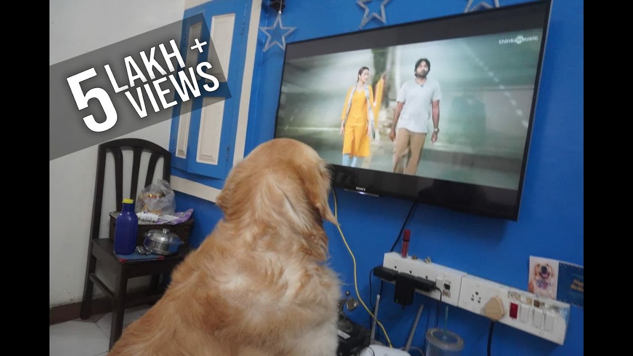 rocky golden retriever SINGS his fav song from 96 kaathalae kaathalae (reaction video)