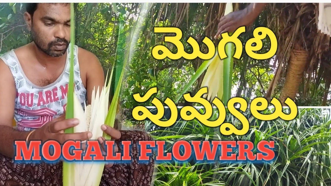 MOGALI FLOWERS || మొగలి పువ్వులు || KAPASUKUDDI || SRIKAKULAM || DEVADASU MAGUPALLI ||